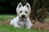 WESTIE 452
